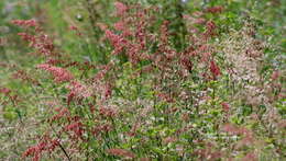 Image of Creeping Molasses Grass