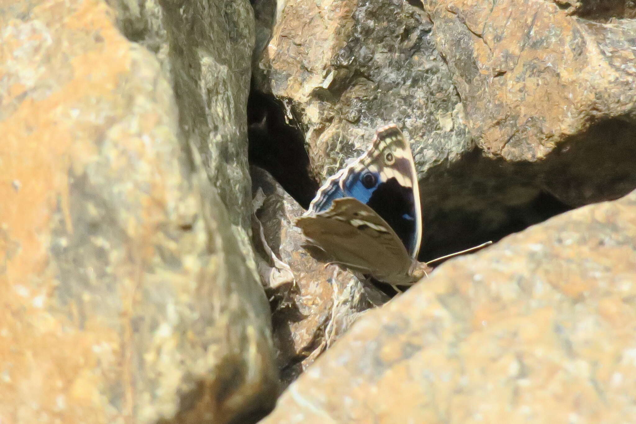 Image of Junonia orithya here Lang 1884