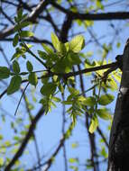 Imagem de Bursera tomentosa (Jacq.) Triana & Planch.