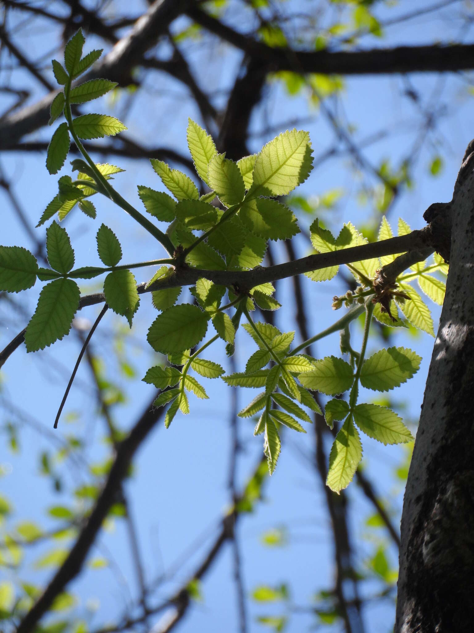 Imagem de Bursera tomentosa (Jacq.) Triana & Planch.