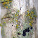 Image of Caloplaca cerinelloides (Erichsen) Poelt