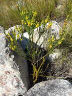 Image of Erica parilis var. parilis