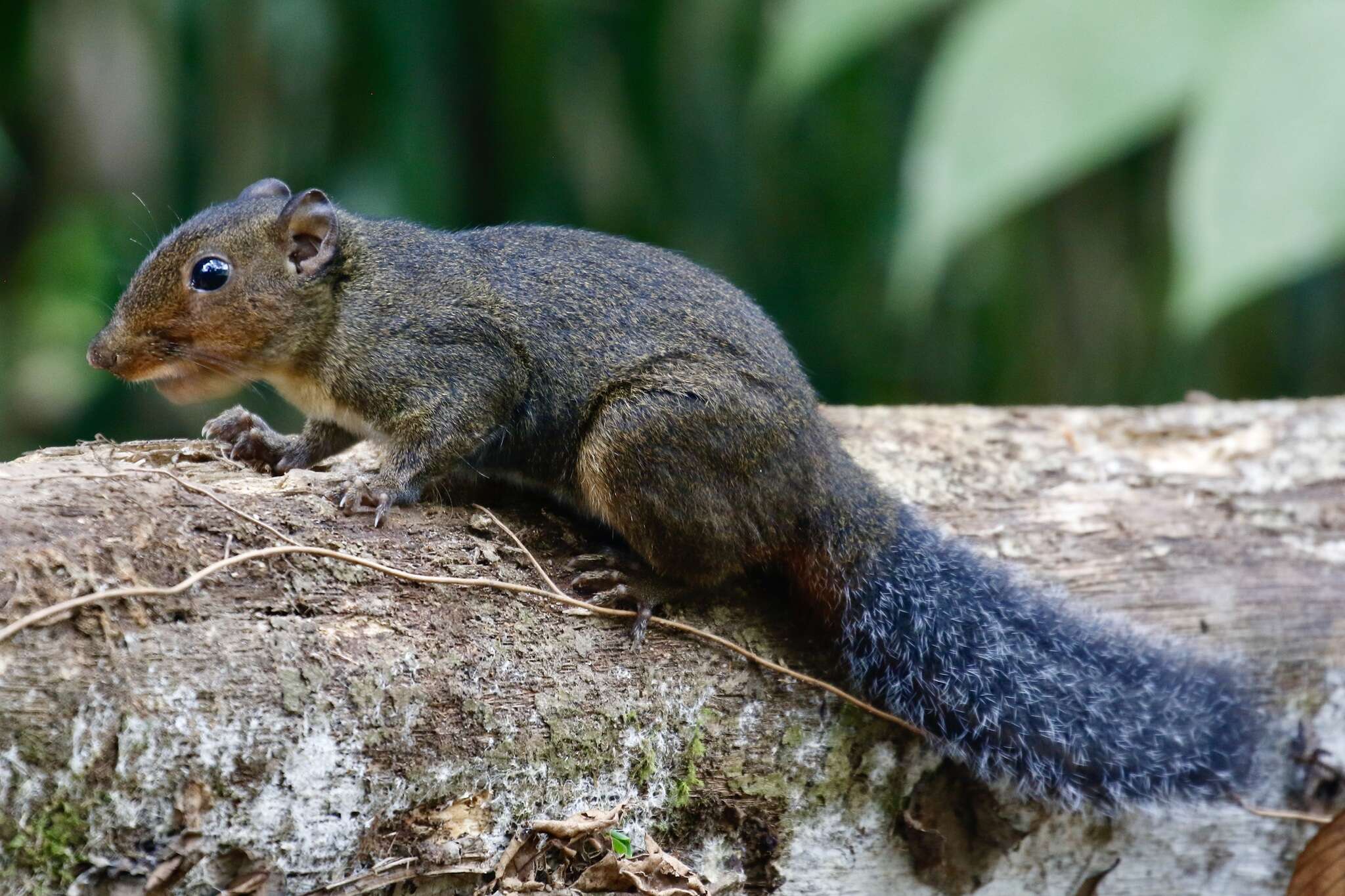 Image of Asian Red-cheeked Squirrel