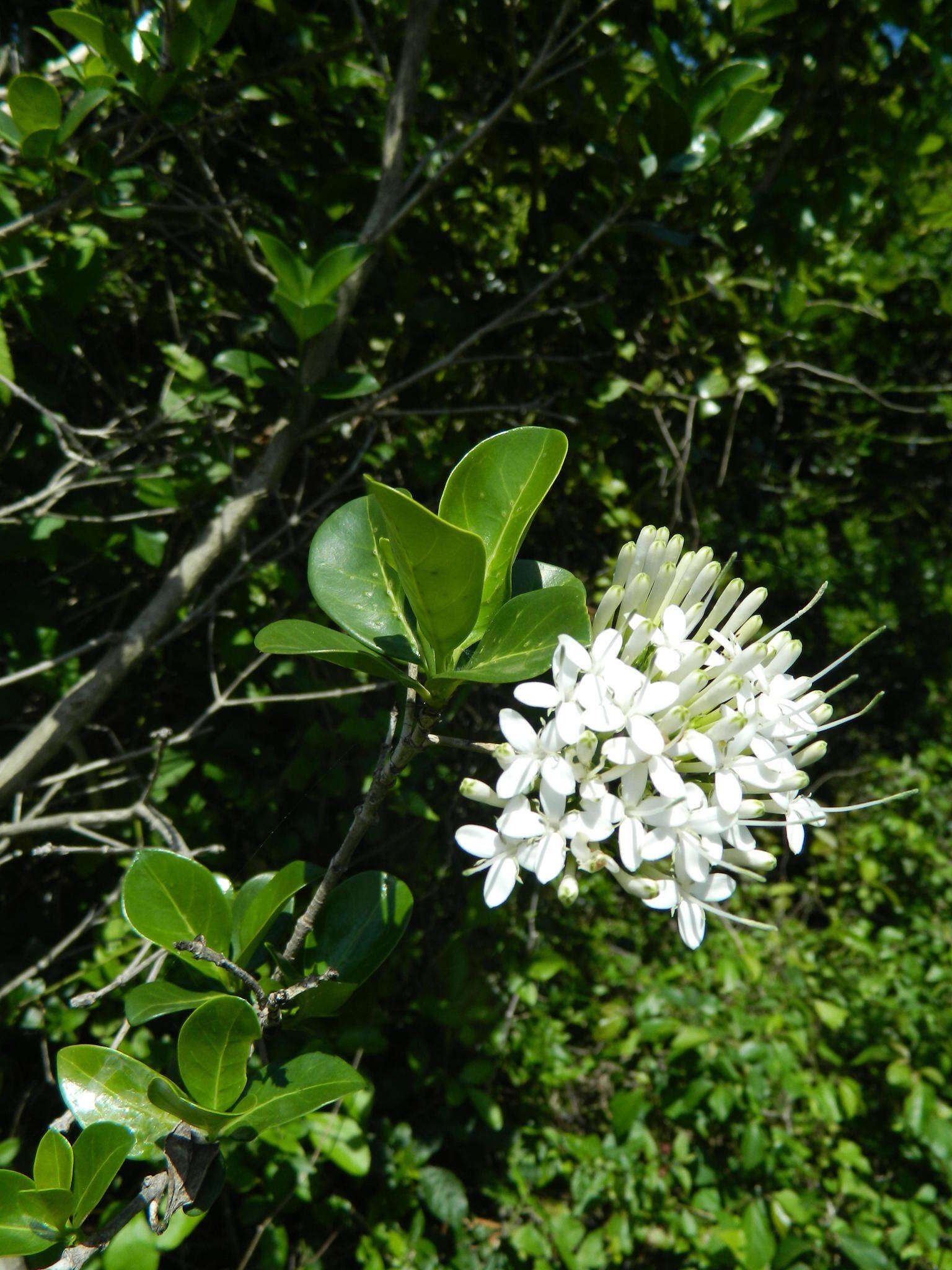 Imagem de Pavetta capensis subsp. capensis