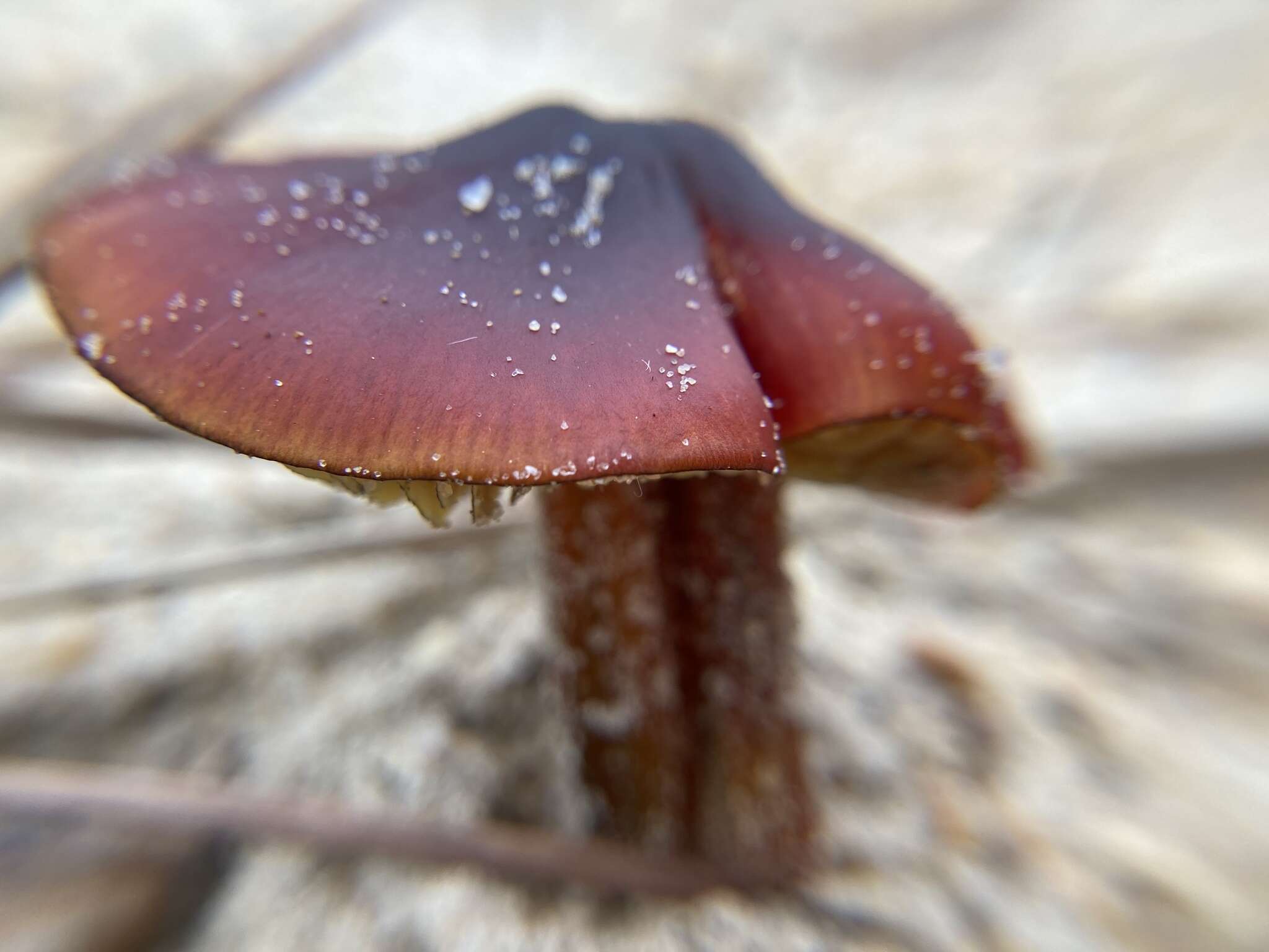 Image of Hygrocybe conicoides (P. D. Orton) P. D. Orton & Watling 1969