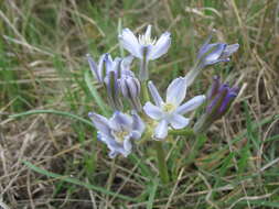 Image of blue funnel lily