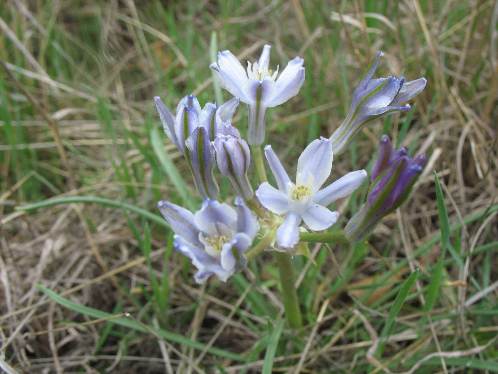 Image of blue funnel lily