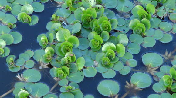 Image of Ludwigia helminthorrhiza (Mart.) Hara