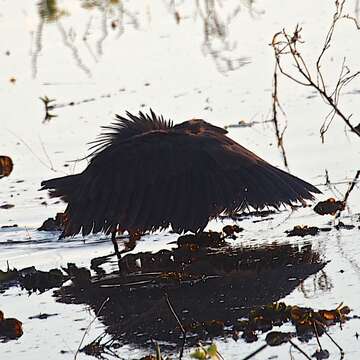 Image of Black Egret