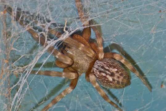 Image of Desid spider