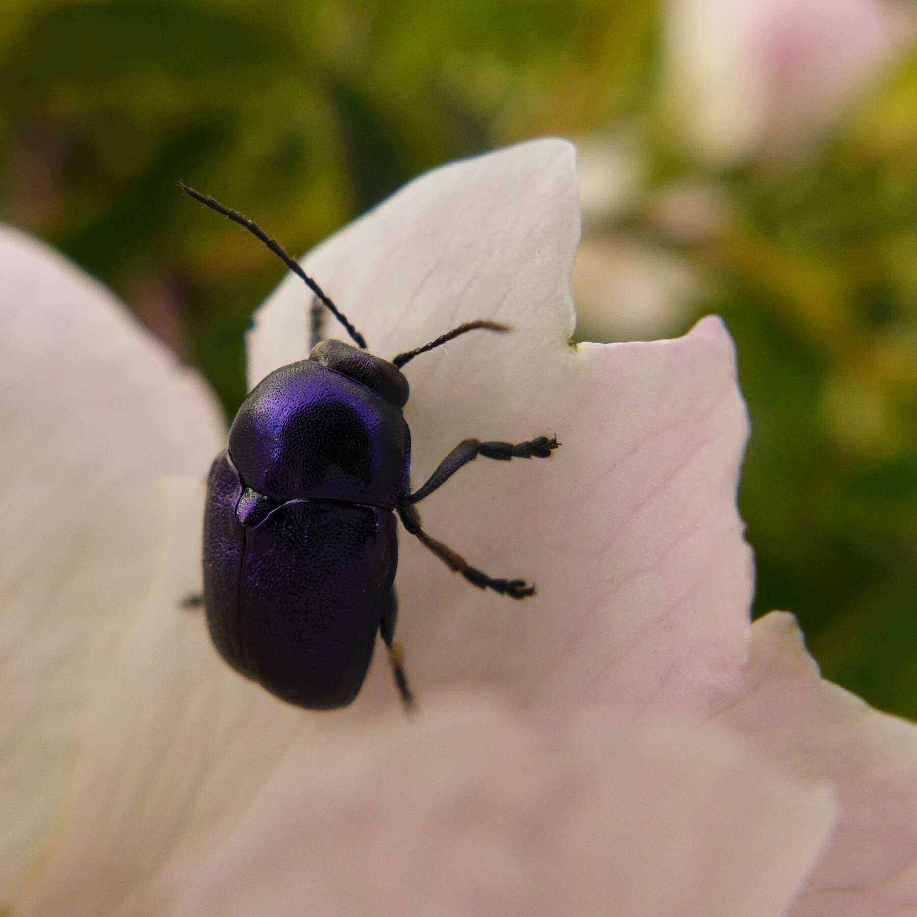 Sivun Cryptocephalus aureolus Suffrian 1847 kuva