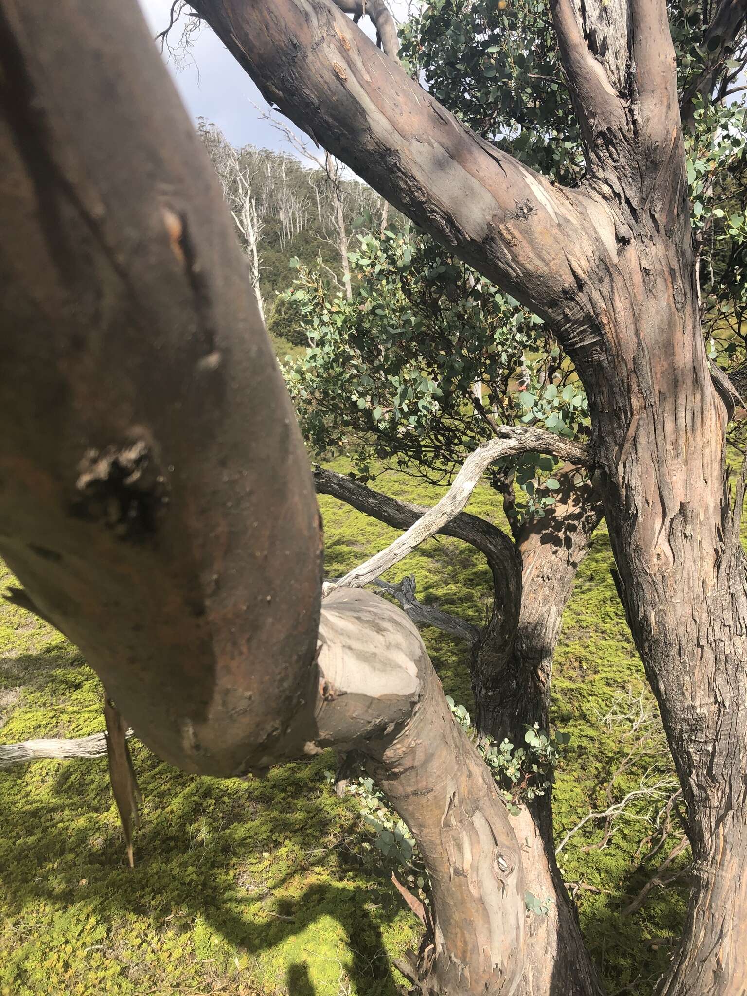 Image of cider gum