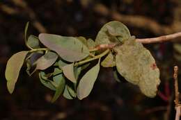 Image of Tapinanthus forbesii (Sprague) D. Wiens