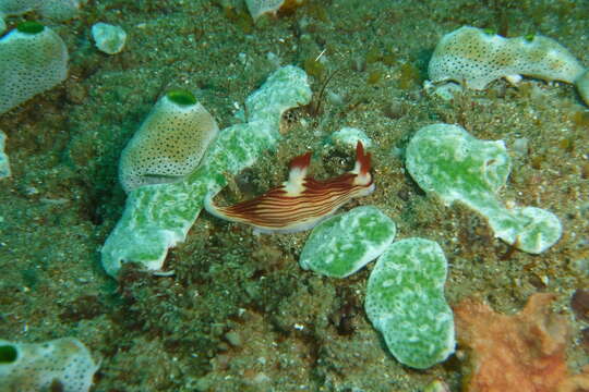 Image of Nembrotha aurea Pola, Cervera & Gosliner 2008