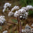 Image of Gypsophila glomerata Pall. ex Bieb.