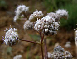 Слика од Gypsophila glomerata Pall. ex Bieb.