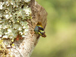 Image of Red-headed Barbet