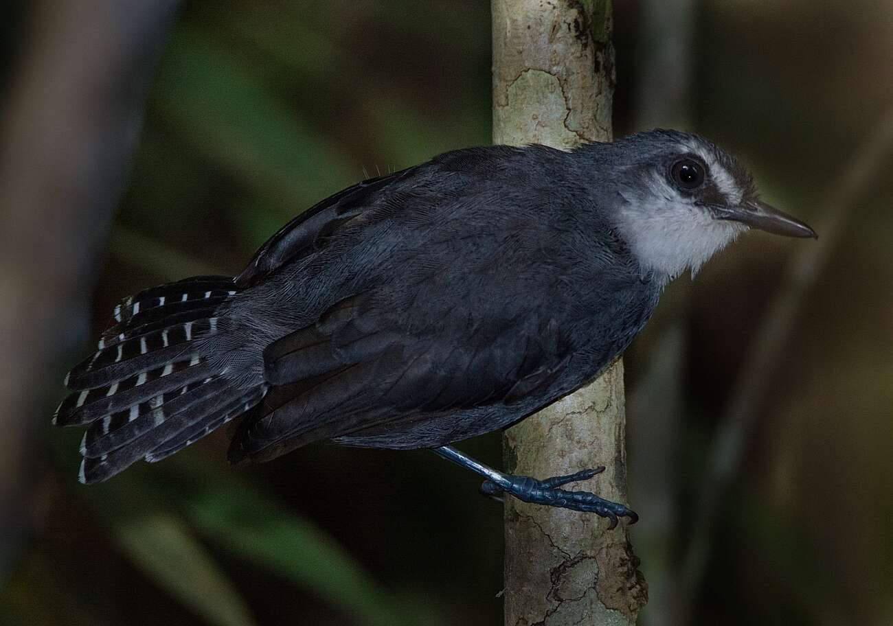 Image of White-throated Antbird