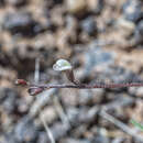 صورة Astragalus brandegeei (Rydb.) Porter