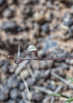 Image of Brandegee's milkvetch