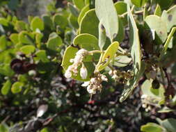 Слика од Arctostaphylos rainbowensis J. E. Keeley & A. Massihi