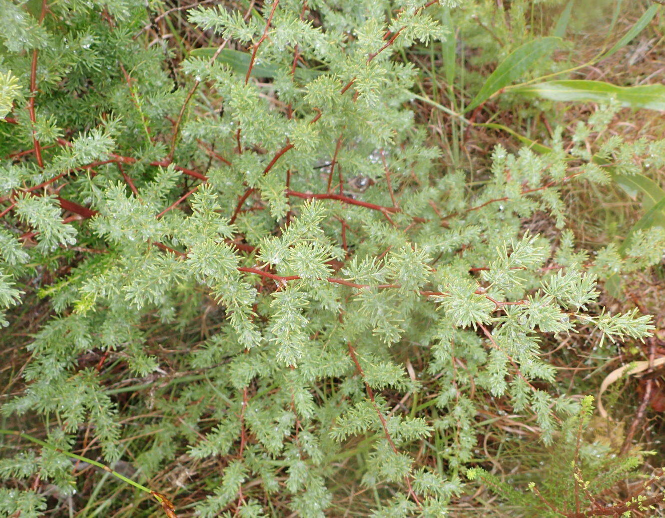 Image of Asparagus rubicundus P. J. Bergius