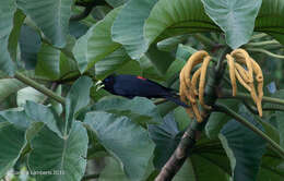 Image of Red-rumped Cacique