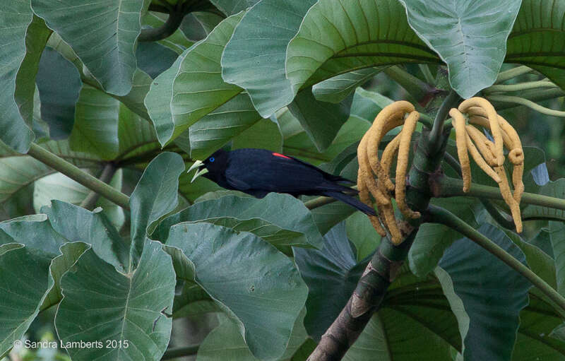 Image of Red-rumped Cacique