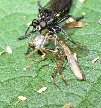 Image of Leptogaster flavipes Loew 1862