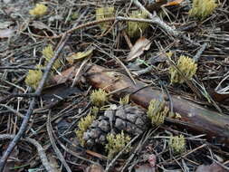 Image of Phaeoclavulina eumorpha (P. Karst.) Giachini 2011