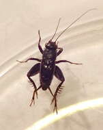 Image of Mormon Ground Cricket