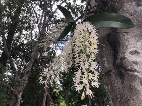 Image of Dendrobium speciosum var. hillii Mast.