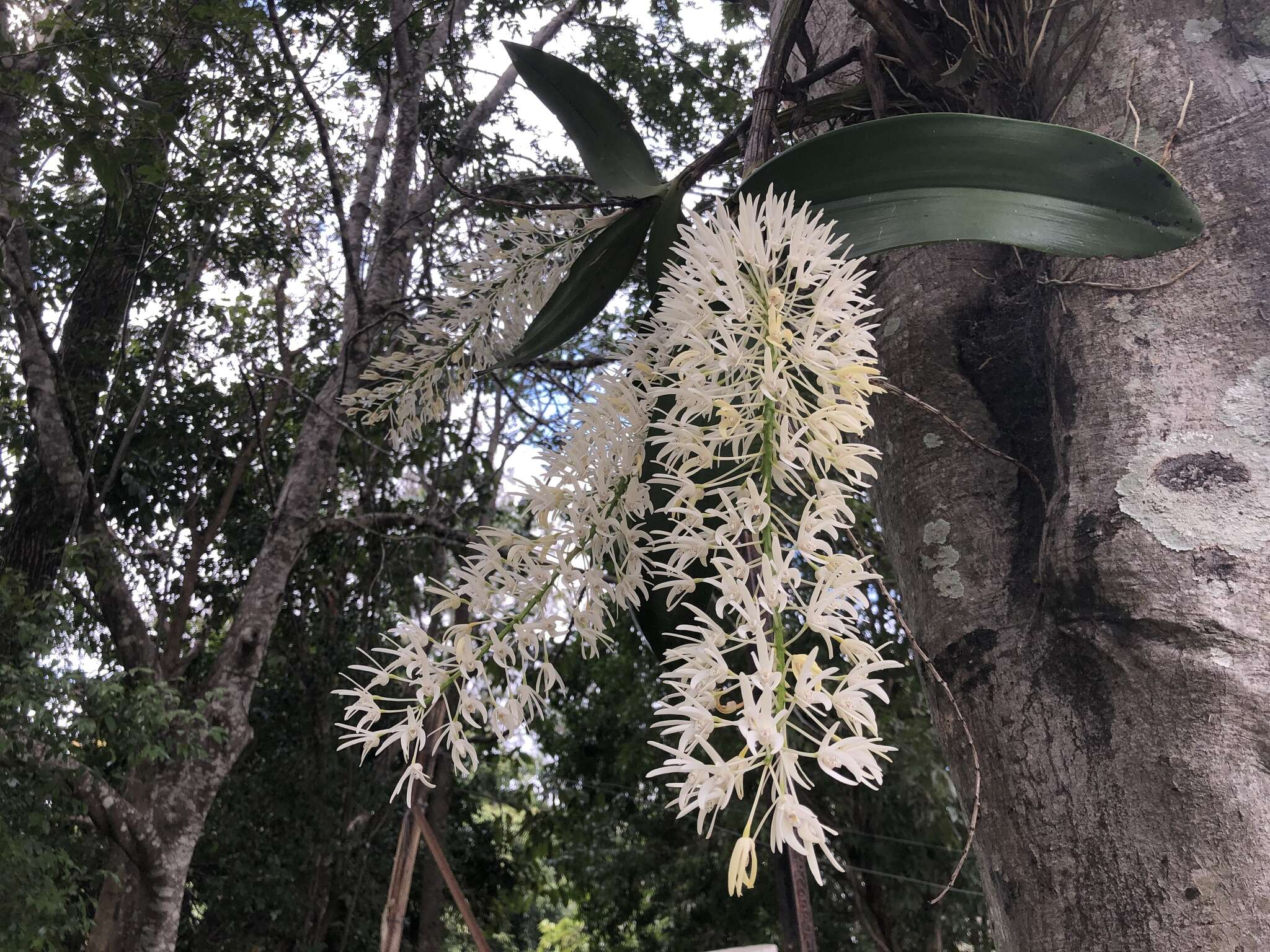 Image of Dendrobium speciosum var. hillii Mast.