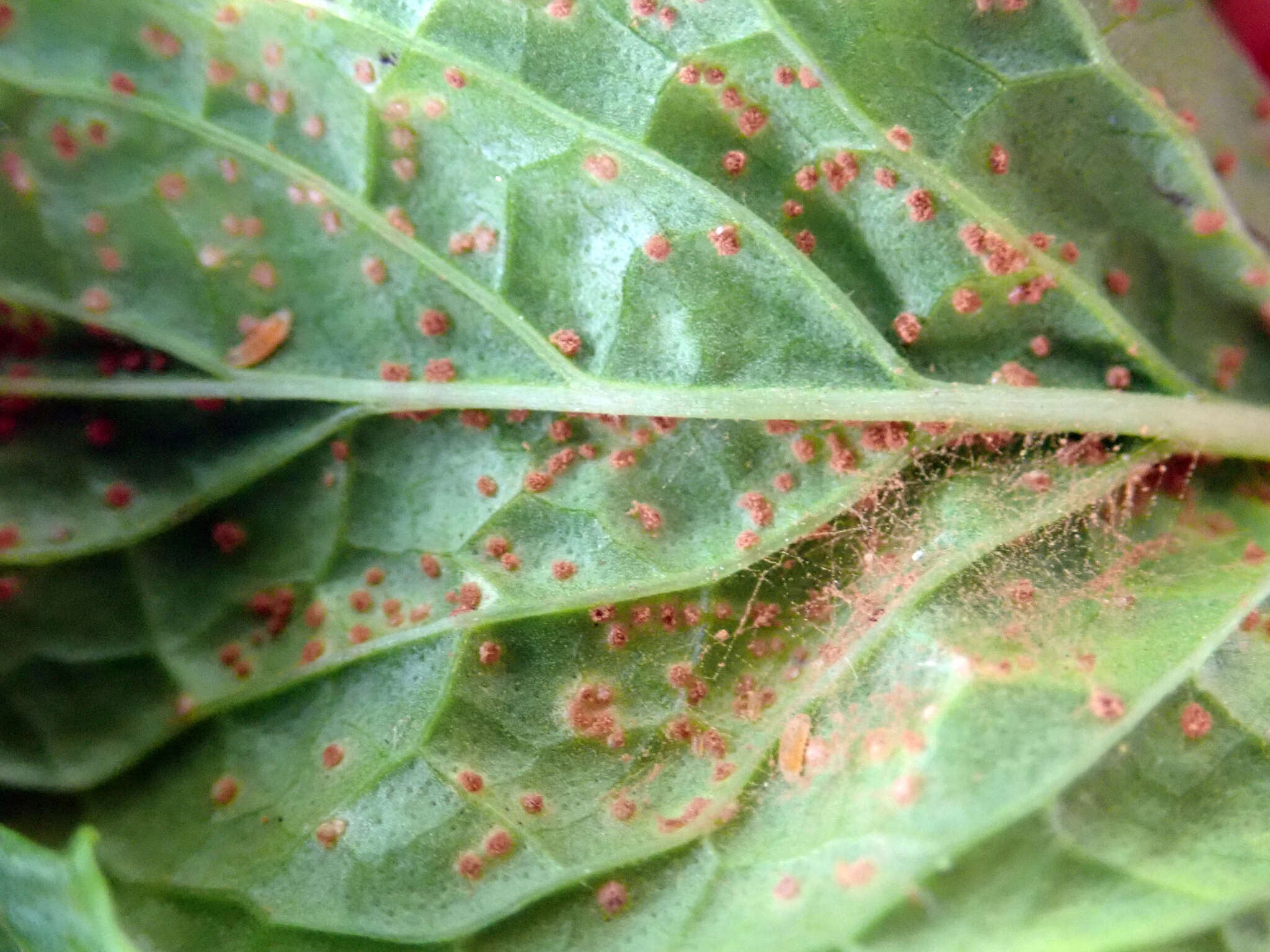 Image de Puccinia menthae Pers. 1801