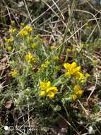 Слика од Genista hispanica subsp. hispanica