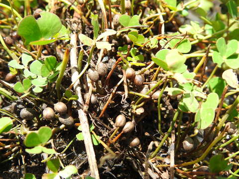 Image of Australian Water-Clover