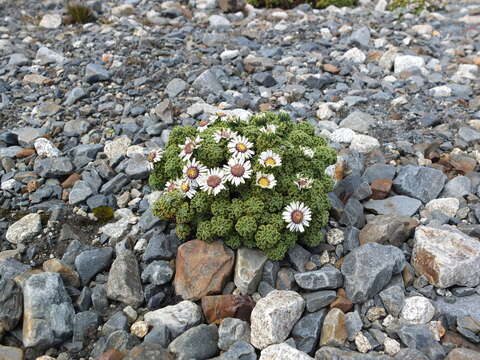 Image of Xenophyllum dactylophyllum (Sch. Bip.) V. A. Funk