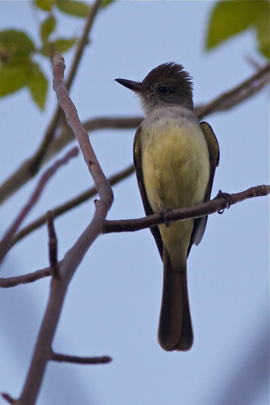 Image of Venezuelan Flycatcher