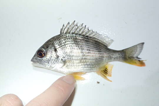 Image of Grey Bream