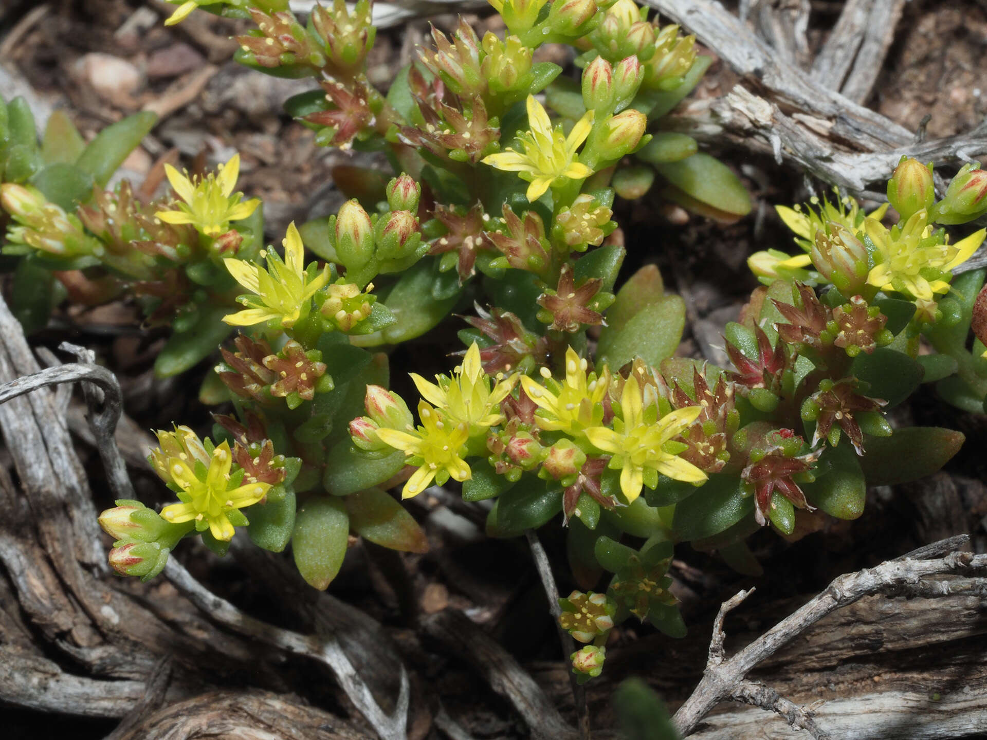 Image of Sedum praesidis H. Runemark & W. Greuter