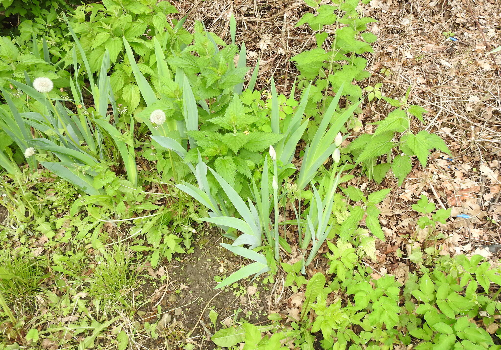 Image of Iris hybrida