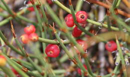 Ephedra ochreata Miers resmi