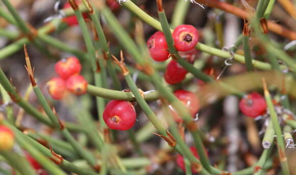 Imagem de Ephedra ochreata Miers