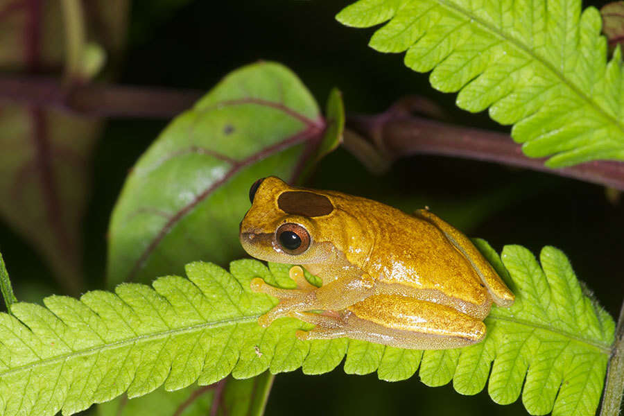 Image of Triangle Treefrog