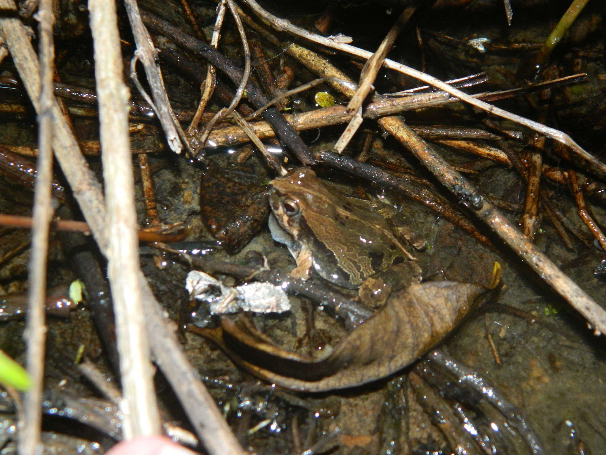 Image of Physalaemus albifrons (Spix 1824)