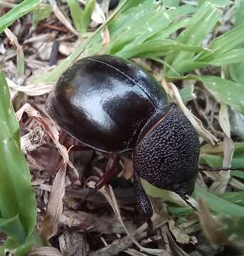 Image of Ocnodes (Ocnodes) scrobicollis Fåhraeus 1870