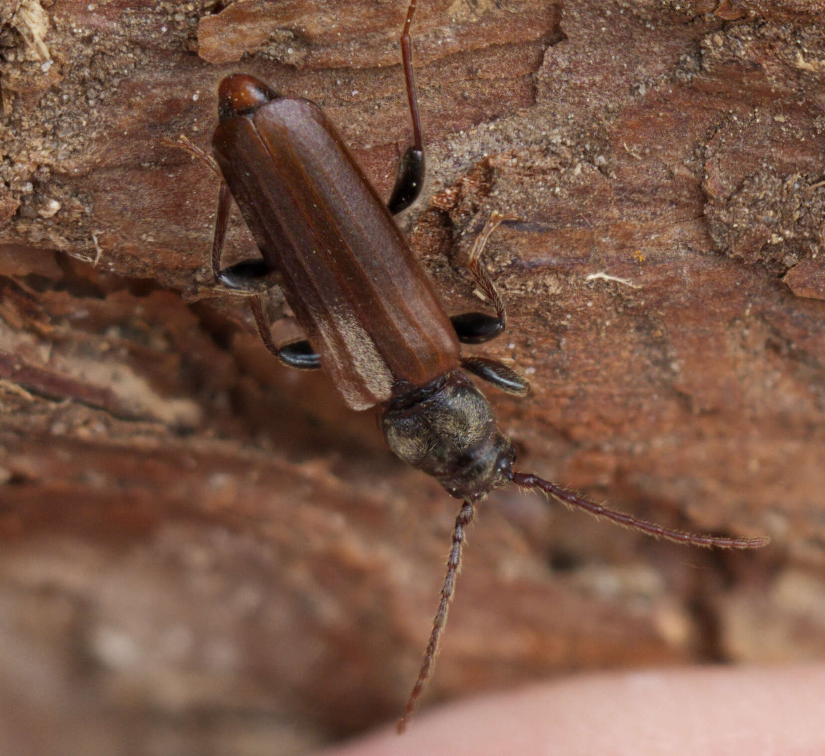 Image of Brown spruce longhorn beetle