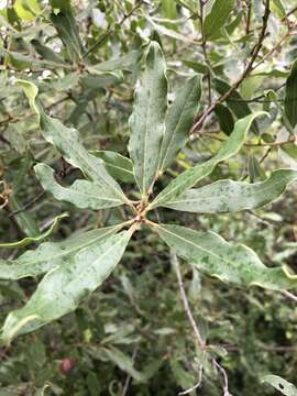 Sivun Euclea natalensis subsp. angustifolia F. White kuva