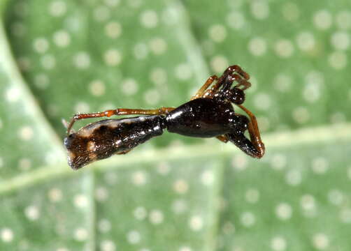 Image of Micrathena spinosa (Linnaeus 1758)