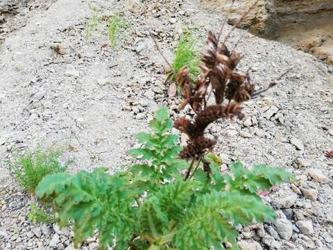 Image of Costa Baja phacelia